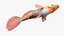 Guppy Fish Red Snake Rigged for Maya
