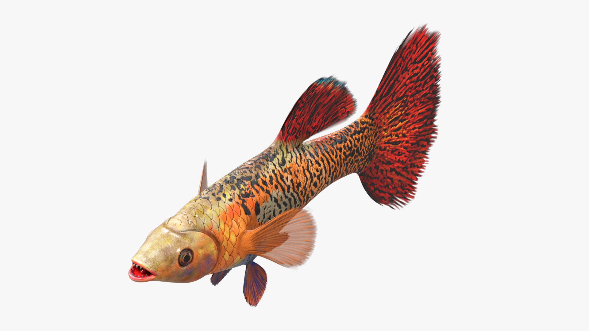 Guppy Fish Red Snake Rigged for Maya 3D model https://p.turbosquid.com/ts-thumb/2V/1lQcwB/gk/guppyfishredsnakeriggedformaya3dsmodel019/jpg/1725520714/1920x1080/fit_q87/83c3222f032dcee02c707b9c57a2c603f47b2acc/guppyfishredsnakeriggedformaya3dsmodel019.jpg