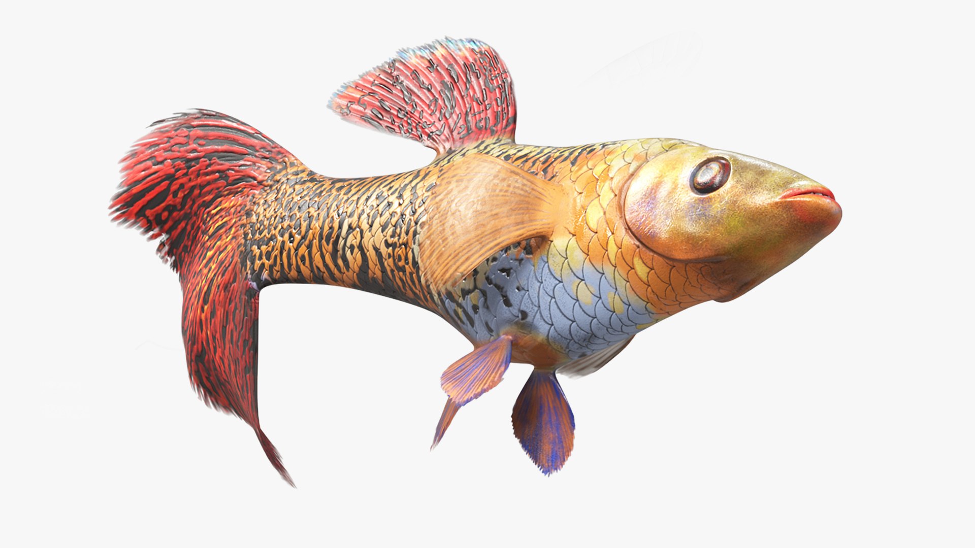 Guppy Fish Red Snake Rigged for Maya 3D model preview
