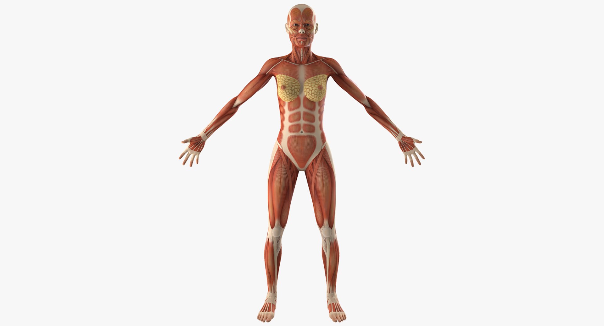 Female Muscular System Anatomy 3D model preview