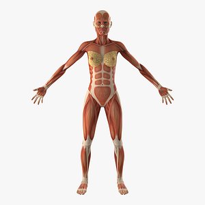 female muscular anatomy 3D model