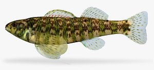 Etheostoma zonale Banded Darter female