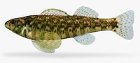 Etheostoma zonale Banded Darter female