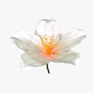 Realistic Jasmine Flower Bloom Animation 3D model