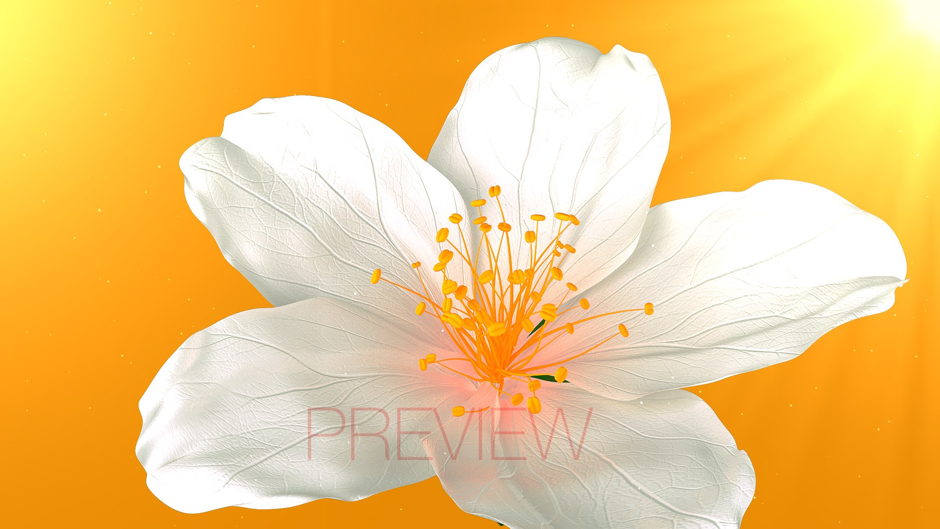 Realistic Jasmine Flower Bloom Animation 3D model https://p.turbosquid.com/ts-thumb/2V/CZBAJT/KA/frame_001/jpg/1734192775/1920x1080/fit_q87/9f9efa3a7592d9a1eb3ab1b2aca4bbdd7873a8a5/frame_001.jpg