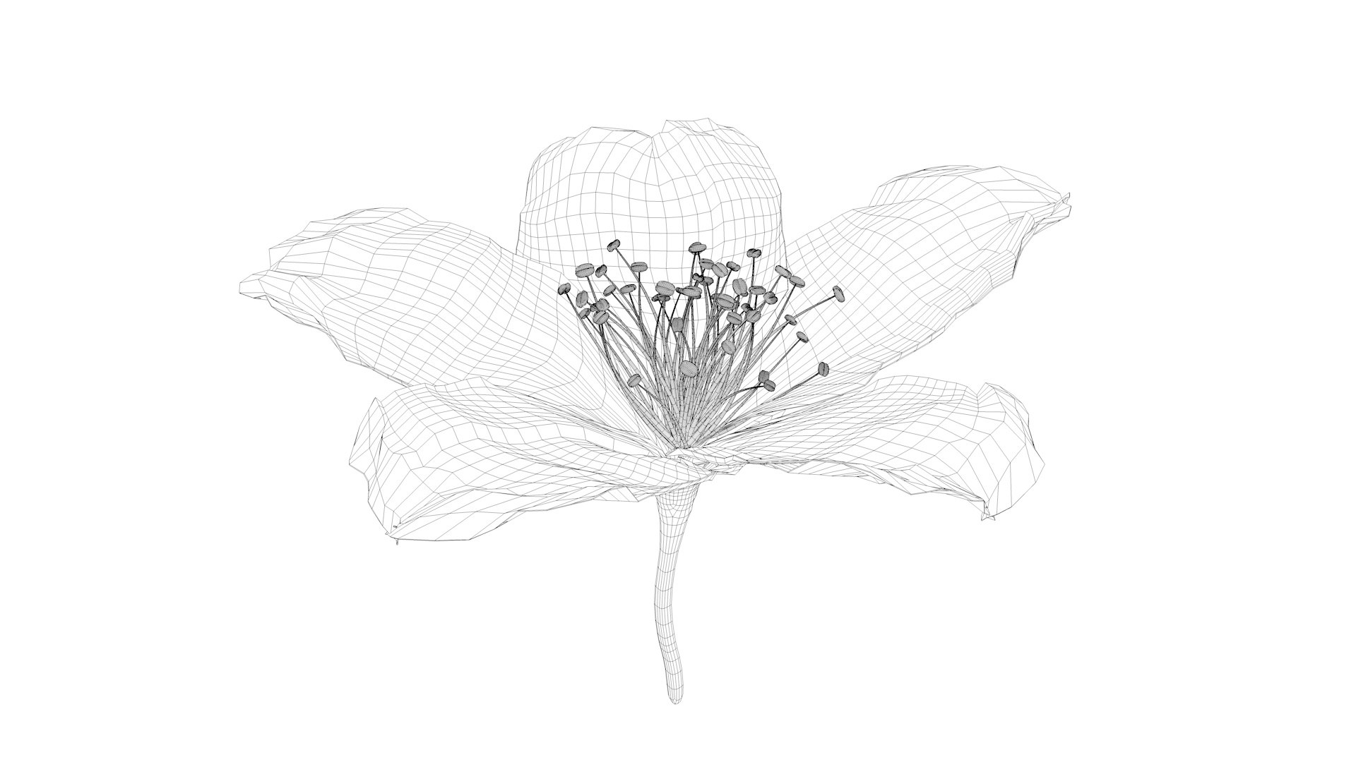 Realistic Jasmine Flower Bloom Animation 3D model https://p.turbosquid.com/ts-thumb/2V/CZBAJT/YM/wirerame0208/jpg/1734193581/1920x1080/fit_q87/8a20b3b5a1f21b85b11480dcbbda2ee1eaefc64b/wirerame0208.jpg