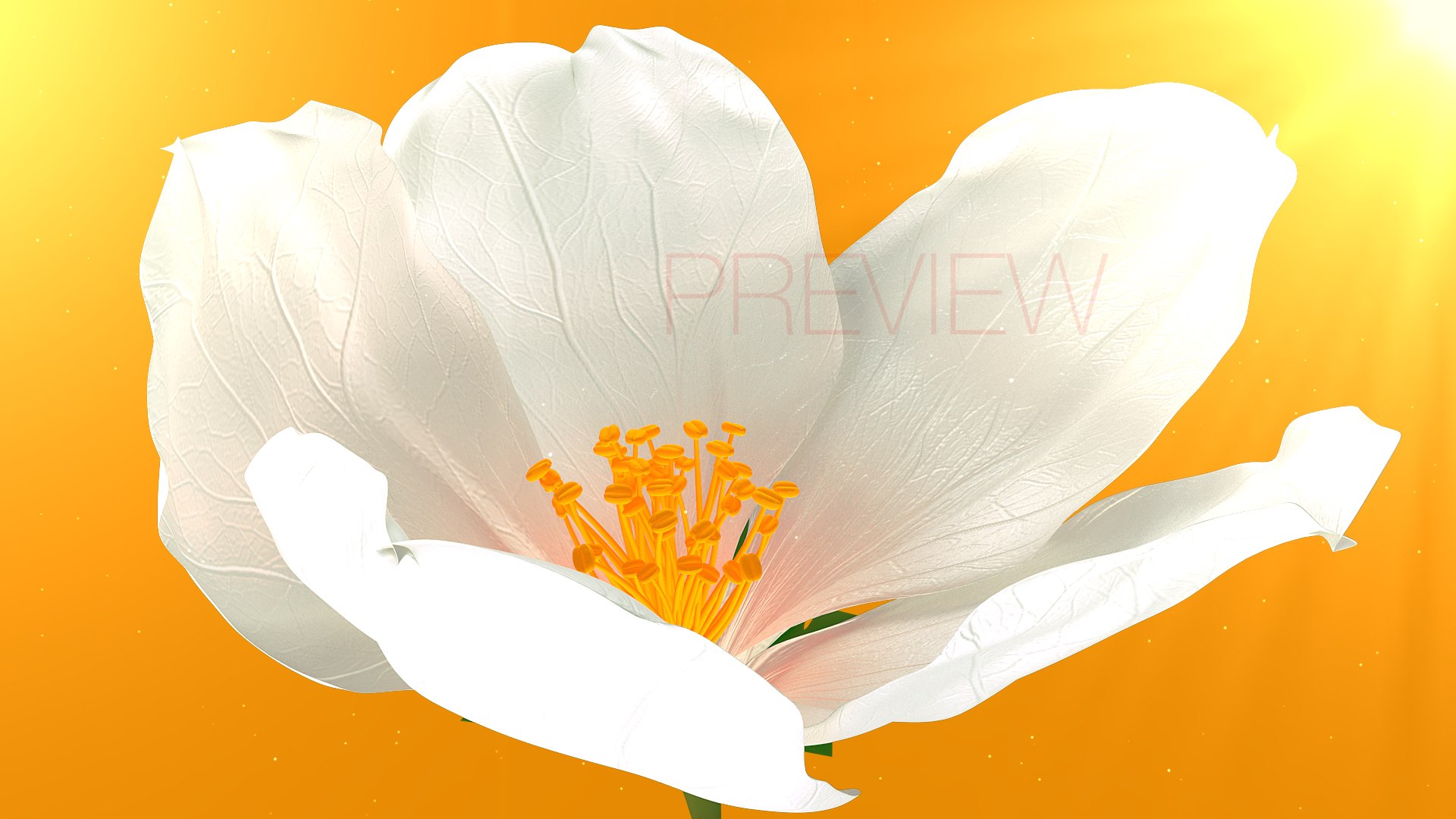 Realistic Jasmine Flower Bloom Animation 3D model https://p.turbosquid.com/ts-thumb/2V/CZBAJT/qd/frame_003/jpg/1734192786/1920x1080/fit_q87/c0c3397bb50d54ca380d4ddac04165547f626020/frame_003.jpg