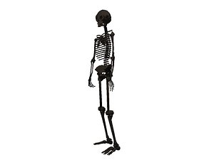 skeleton