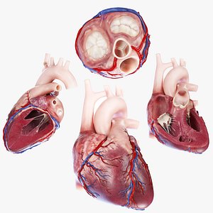Human Heart Collection Static 3D model