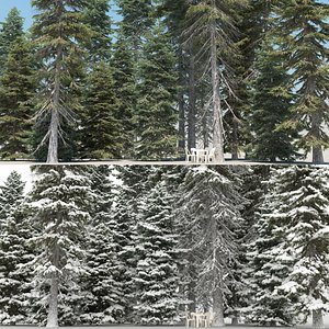 20 Picea Abies Trees with snow