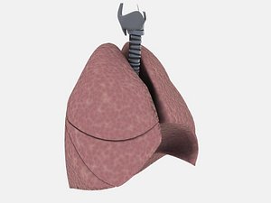 trachea_lungs_max5_np