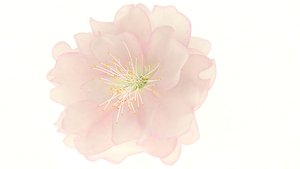3D hanami flowers sakura blossom model