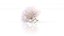Sakura cherry blossom flower romantic advertising decor