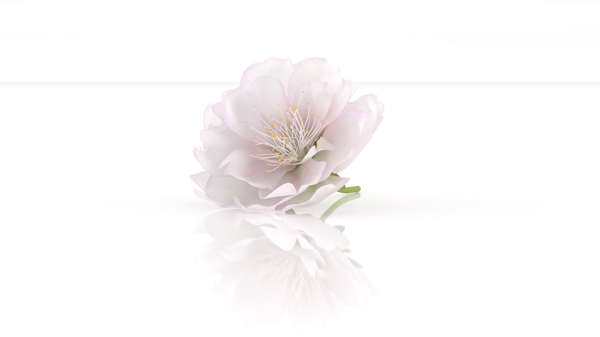 3D hanami flowers sakura blossom model https://p.turbosquid.com/ts-thumb/2V/SgBHE1/Bh/4/png/1655203135/1920x1080/fit_q87/cf21d4f7b3fe5969ba59debc843df37d4dccf109/4.jpg