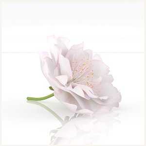 3D hanami flowers sakura blossom model