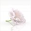 Sakura cherry blossom flower romantic advertising decor