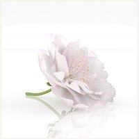 Sakura cherry blossom flower romantic advertising decor