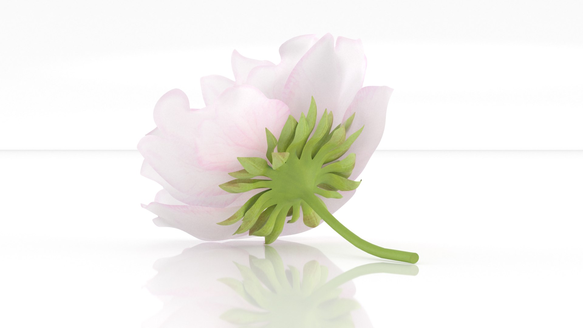 3D hanami flowers sakura blossom model https://p.turbosquid.com/ts-thumb/2V/SgBHE1/yR/2/png/1655198871/1920x1080/fit_q87/b82640ec7178decd85ce4652ccfe41d4950c5386/2.jpg
