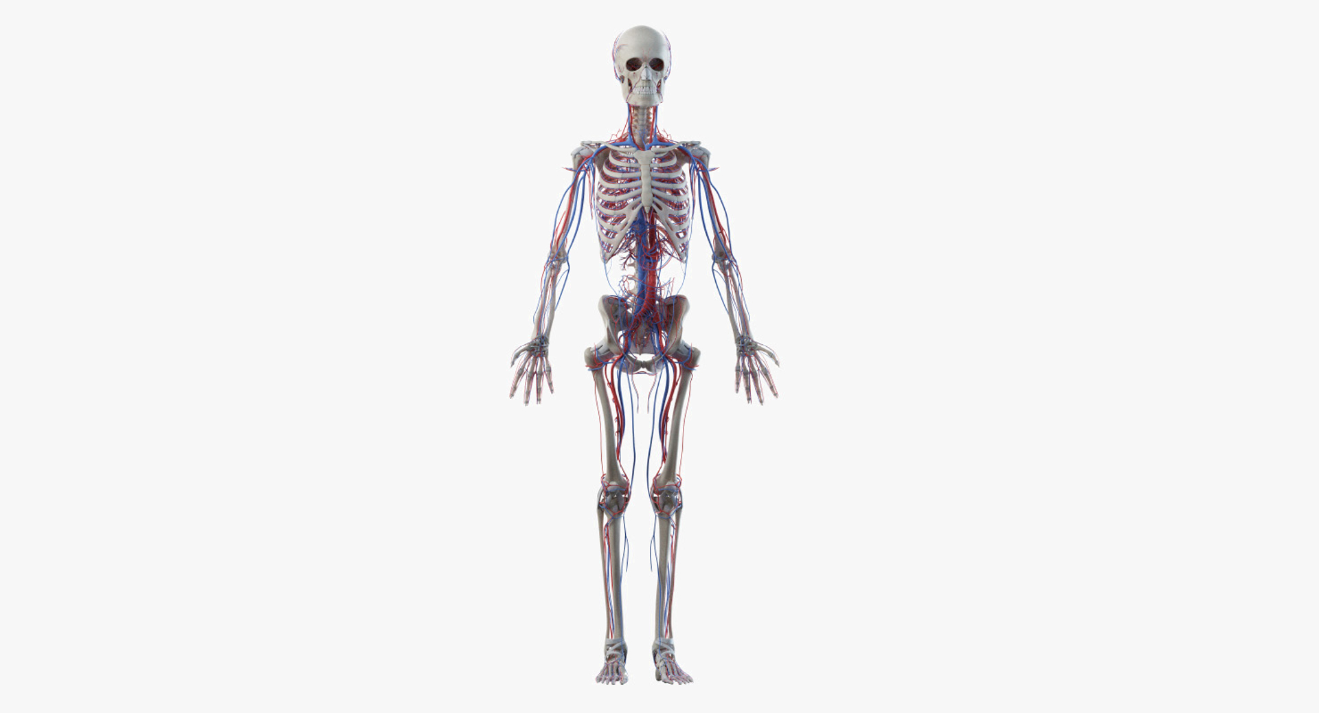 3D female anatomy blender rigged model https://p.turbosquid.com/ts-thumb/2V/a8iNEZ/5PFoyzyg/2019_female_turntable_skel_vasc/jpg/1580917090/1920x1080/turn_fit_q99/88756437e431ea6fbee0c9077b9737392bd17283/2019_female_turntable_skel_vasc-1.jpg