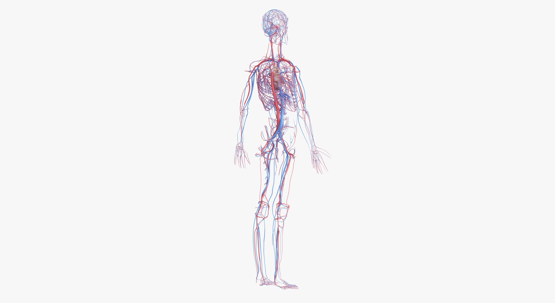 3D female anatomy blender rigged model https://p.turbosquid.com/ts-thumb/2V/a8iNEZ/9fIIuVYk/2019_female_vascular0005/jpg/1580917441/1920x1080/fit_q87/a4d5b9764cc447b9b8c3b3b95ebf2b1fb9172cc9/2019_female_vascular0005.jpg
