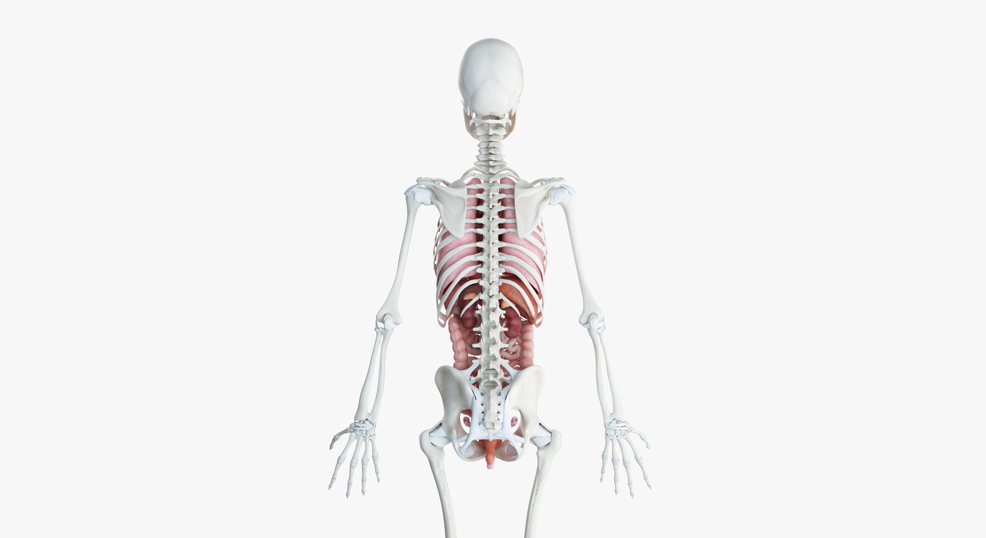 3D female anatomy blender rigged model https://p.turbosquid.com/ts-thumb/2V/a8iNEZ/B3I8rbvA/2019_female_org0004/jpg/1580917776/1920x1080/fit_q87/226cb7cf9d3996f6e39bb9f4d6888af3ffae157a/2019_female_org0004.jpg