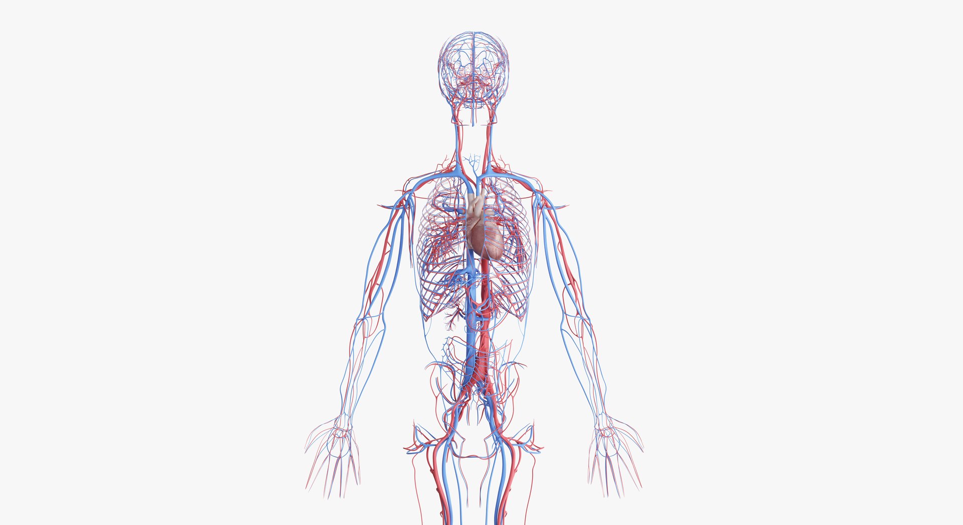 3D female anatomy blender rigged model https://p.turbosquid.com/ts-thumb/2V/a8iNEZ/EHM6wfFp/2019_female_vascular0001/jpg/1580917441/1920x1080/fit_q87/15e44c7e6de8aa8f94cee773a15dbdf95a060b16/2019_female_vascular0001.jpg