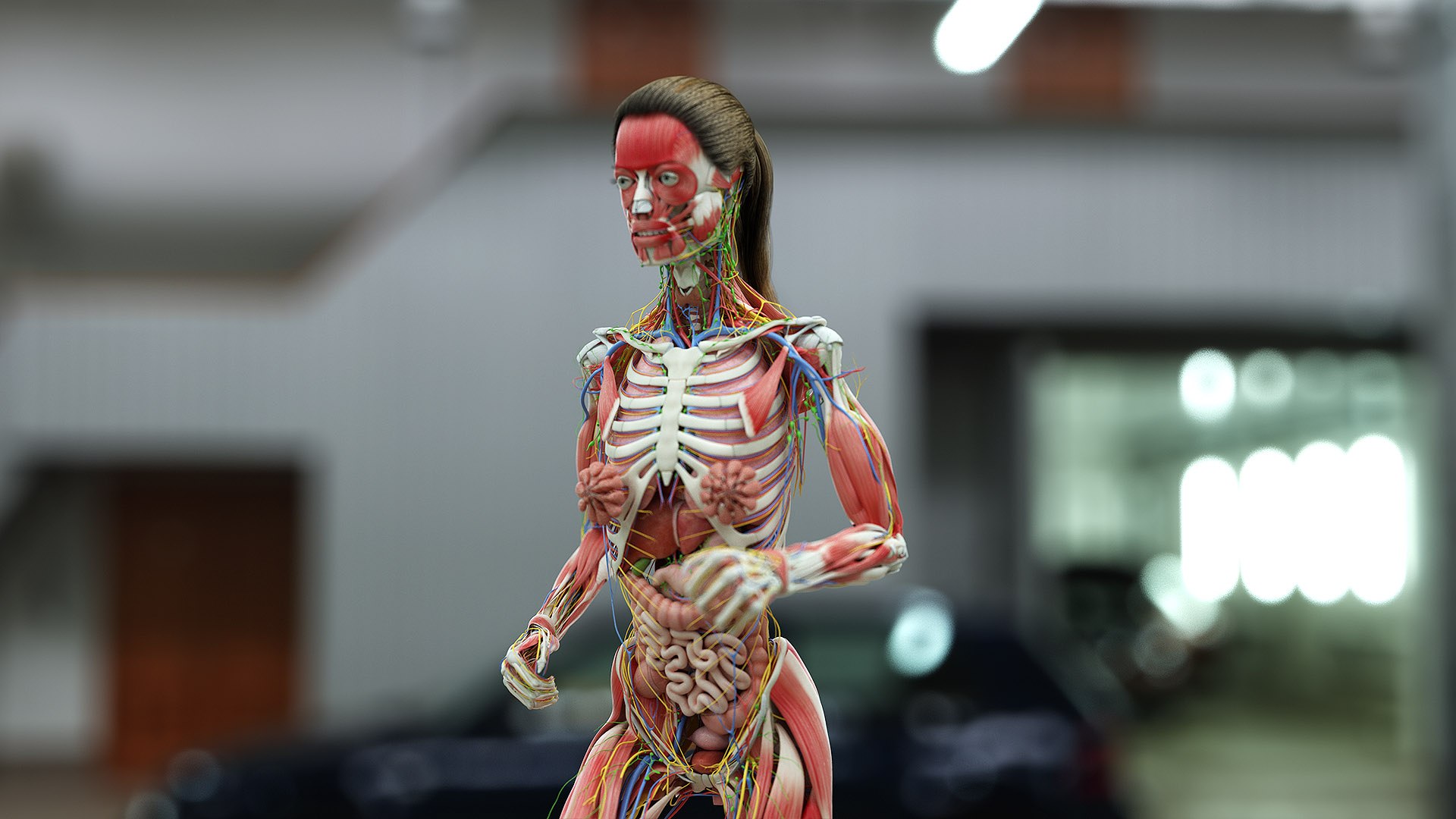 3D female anatomy blender rigged model https://p.turbosquid.com/ts-thumb/2V/a8iNEZ/FEhCQkSf/fem_01_c/jpg/1591275495/1920x1080/fit_q87/57d81d6d72383fa9f4ba18c85f1a5b2f1840f9cd/fem_01_c.jpg
