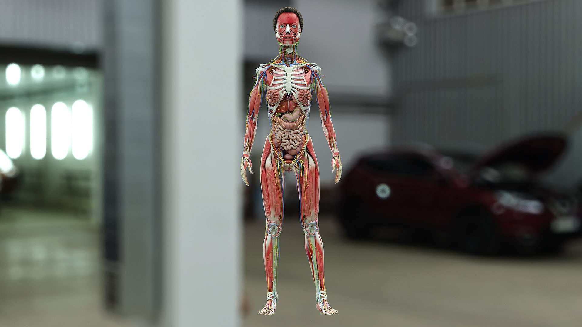 3D female anatomy blender rigged model https://p.turbosquid.com/ts-thumb/2V/a8iNEZ/J3cFWKrO/fem_04_c/jpg/1591275495/1920x1080/fit_q87/0473fdcccbeded8e837c3d7ce12306e35a257594/fem_04_c.jpg