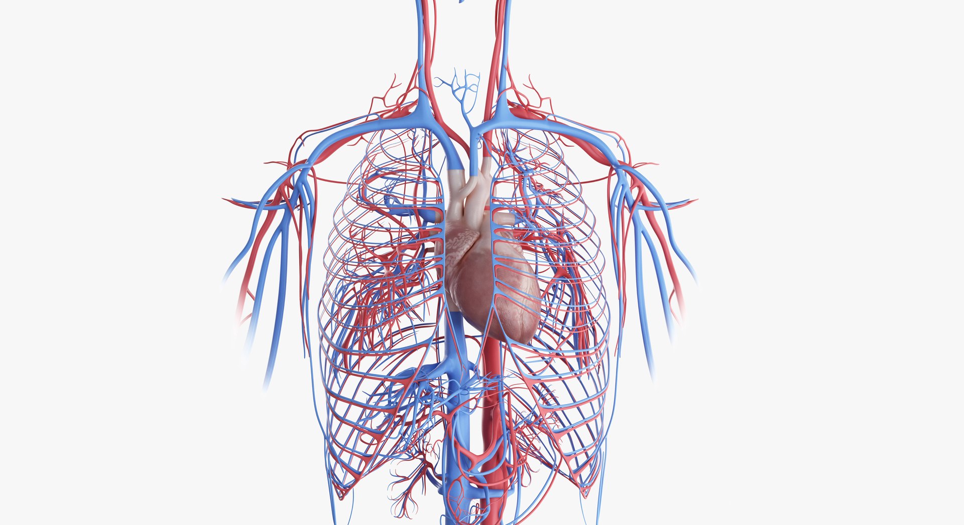 3D female anatomy blender rigged model https://p.turbosquid.com/ts-thumb/2V/a8iNEZ/PZUGajLy/2019_female_vascular0002/jpg/1580917441/1920x1080/fit_q87/212561b0b0dec6cdd9df649f106b3bde6898d1b0/2019_female_vascular0002.jpg