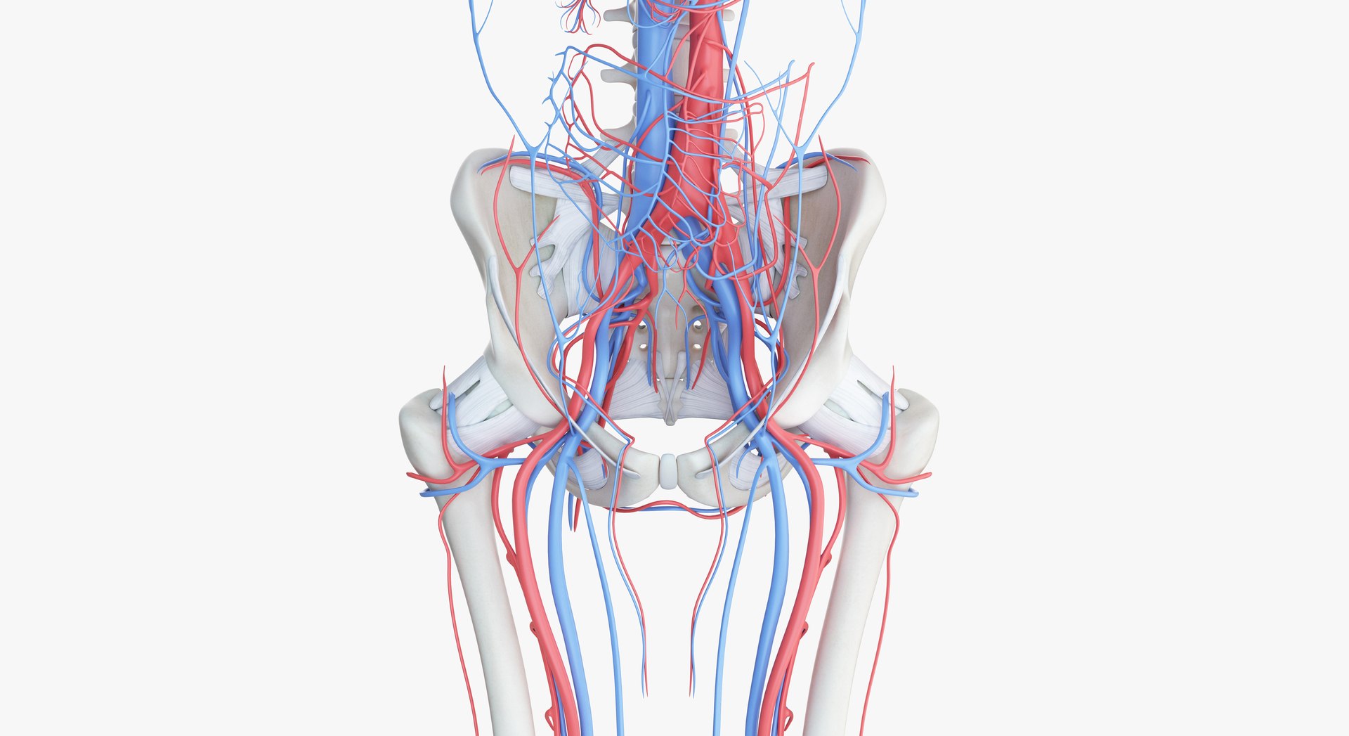 3D female anatomy blender rigged model https://p.turbosquid.com/ts-thumb/2V/a8iNEZ/SiFo2CNs/2019_female_skeleton_vascular0007/jpg/1580917440/1920x1080/fit_q87/8dfcc1f3cd8c18c8e899858e63eabf22ab853488/2019_female_skeleton_vascular0007.jpg