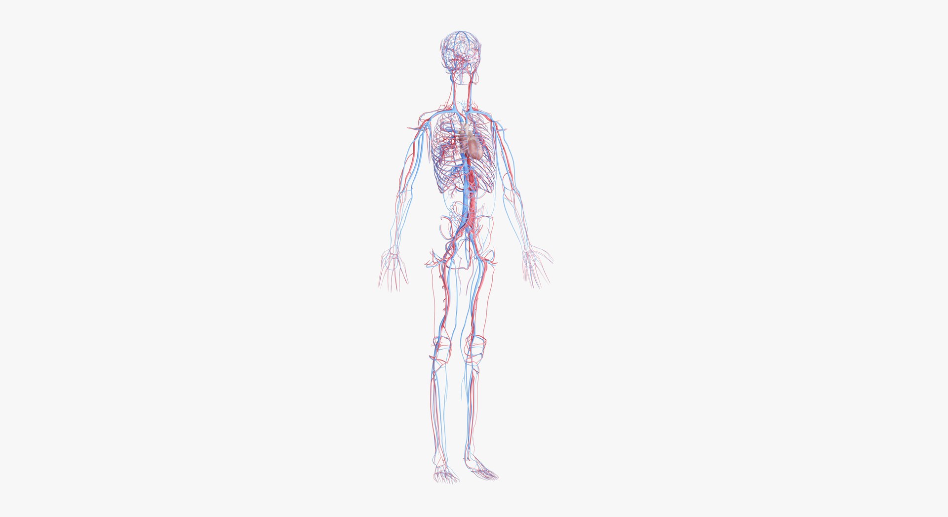 3D female anatomy blender rigged model https://p.turbosquid.com/ts-thumb/2V/a8iNEZ/U5kJ1mdb/2019_female_vascular0000/jpg/1580917441/1920x1080/fit_q87/0e65610dde137897dd628e3bb19dd9a1c6dc7b85/2019_female_vascular0000.jpg