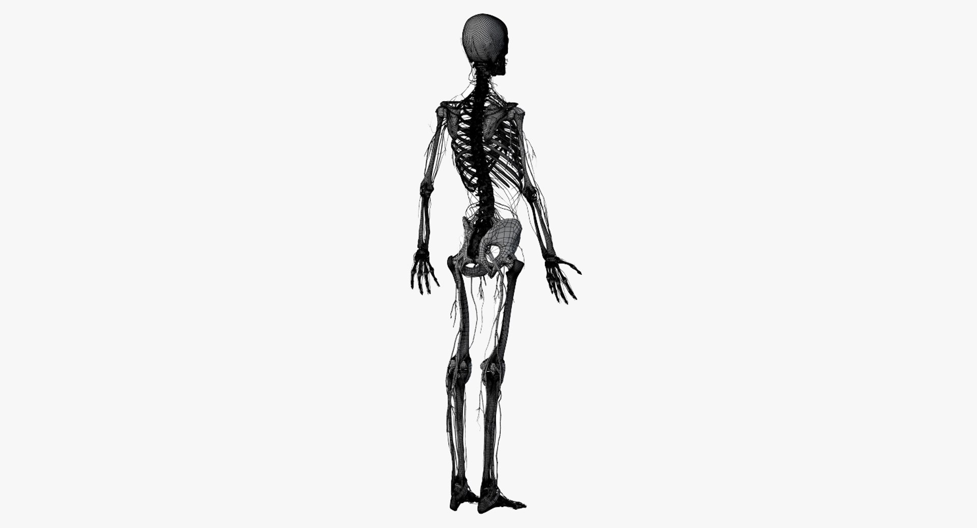 3D female anatomy blender rigged model https://p.turbosquid.com/ts-thumb/2V/a8iNEZ/UlZ4MVc3/2019_female_wire_anatomy_skel_nerves0005/jpg/1580917866/1920x1080/fit_q87/2f5d936564df3d2f77fc7f1e7878515e8bdcd574/2019_female_wire_anatomy_skel_nerves0005.jpg