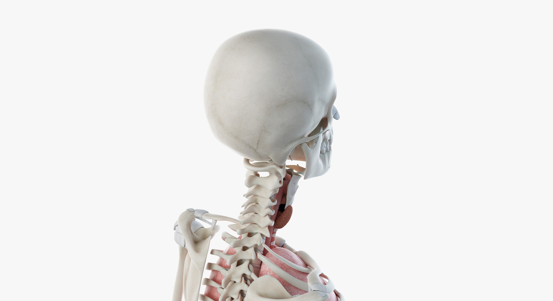 3D female anatomy blender rigged model https://p.turbosquid.com/ts-thumb/2V/a8iNEZ/X6bmqtx0/2019_female_org0008/jpg/1580917776/1920x1080/fit_q87/836a3d056aceab0200eed935d8b117a465d58482/2019_female_org0008.jpg