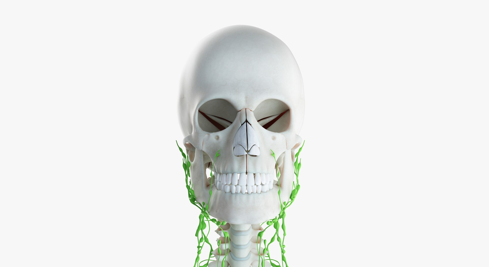 3D female anatomy blender rigged model https://p.turbosquid.com/ts-thumb/2V/a8iNEZ/XUOWFYrS/2019_female_skeleton_lymphatic0003/jpg/1580917323/1920x1080/fit_q87/449c4be9b7c77de22e948611714343140e00ced5/2019_female_skeleton_lymphatic0003.jpg