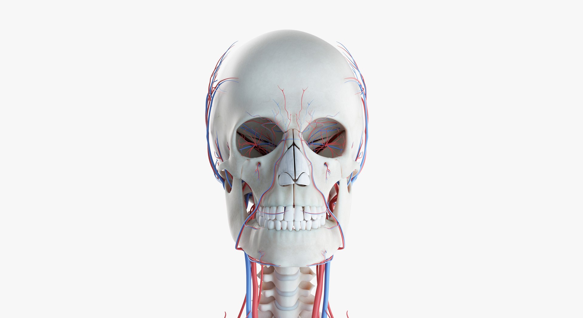 3D female anatomy blender rigged model https://p.turbosquid.com/ts-thumb/2V/a8iNEZ/XZfDjhNb/2019_female_skeleton_vascular0003/jpg/1580917440/1920x1080/fit_q87/89f4d115849b4f68d206bbd7781bc335d76d0bba/2019_female_skeleton_vascular0003.jpg