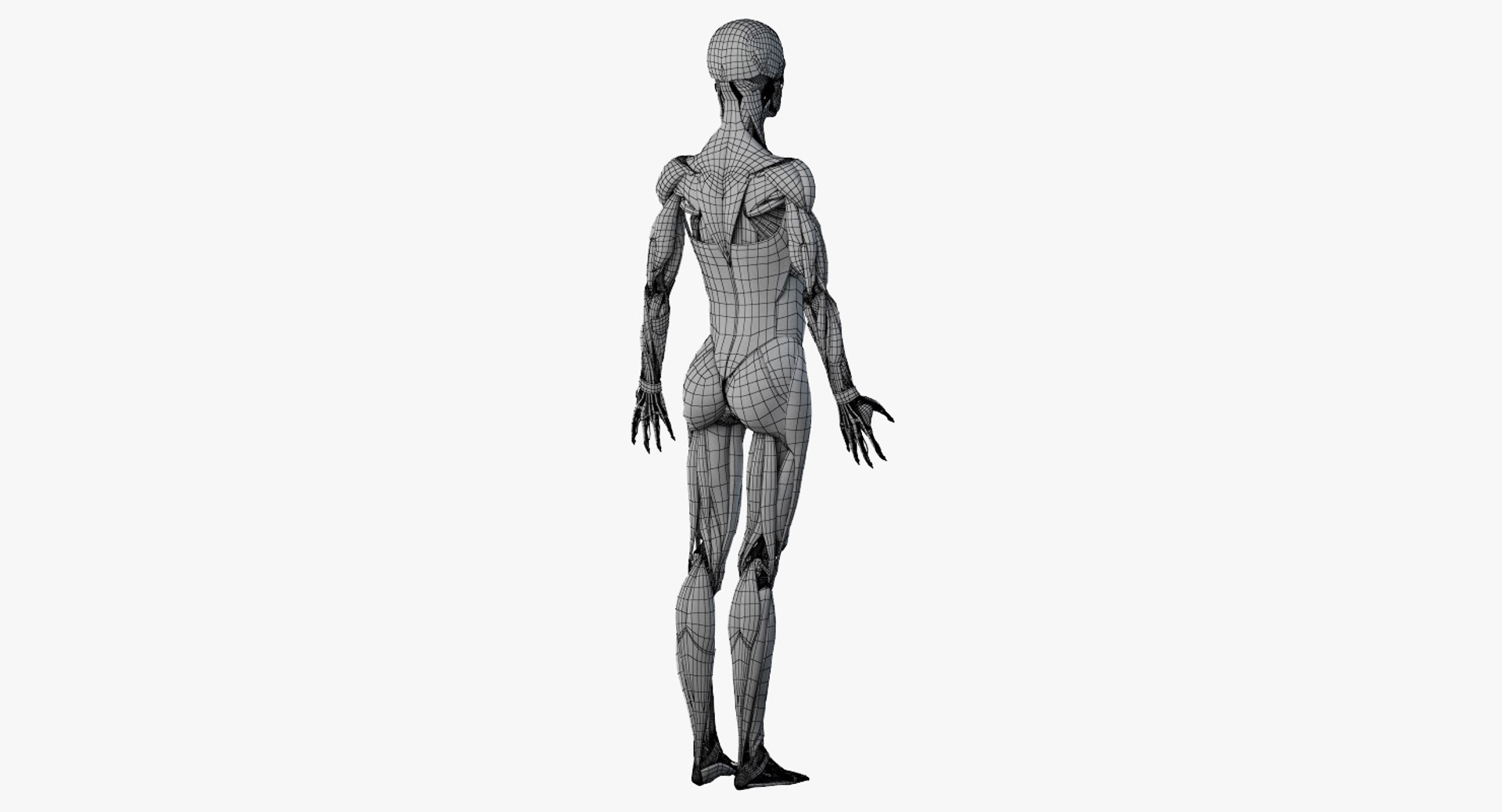 3D female anatomy blender rigged model https://p.turbosquid.com/ts-thumb/2V/a8iNEZ/ak41DOWR/2019_female_wire_anatomy_skel_muscles0005/jpg/1580917851/1920x1080/fit_q87/63c18f29898c66abd3c2dd57fdee00230c78d592/2019_female_wire_anatomy_skel_muscles0005.jpg