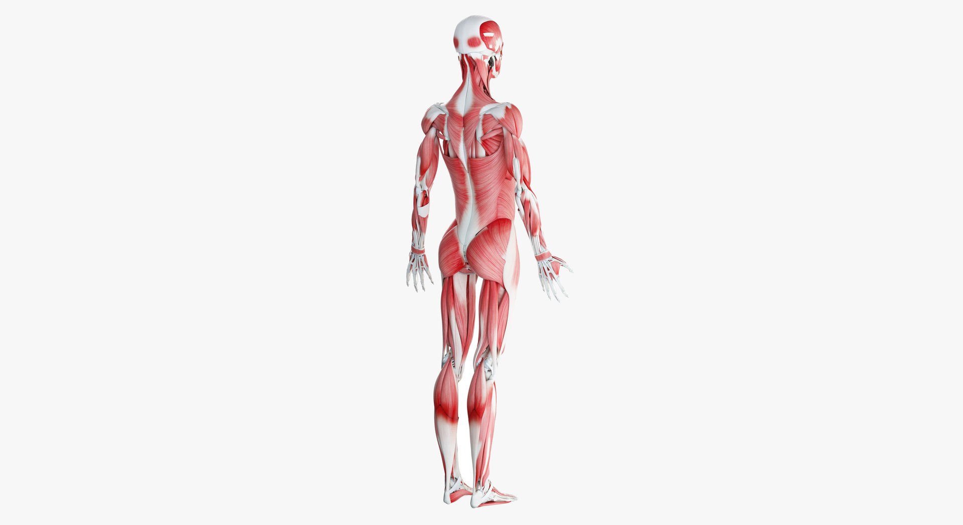 3D female anatomy blender rigged model https://p.turbosquid.com/ts-thumb/2V/a8iNEZ/cElqm3Mb/2019_female_skeleton_muscles0005/jpg/1580917289/1920x1080/fit_q87/06b3b52a3276011fe02798f46f38f1de99ea6802/2019_female_skeleton_muscles0005.jpg