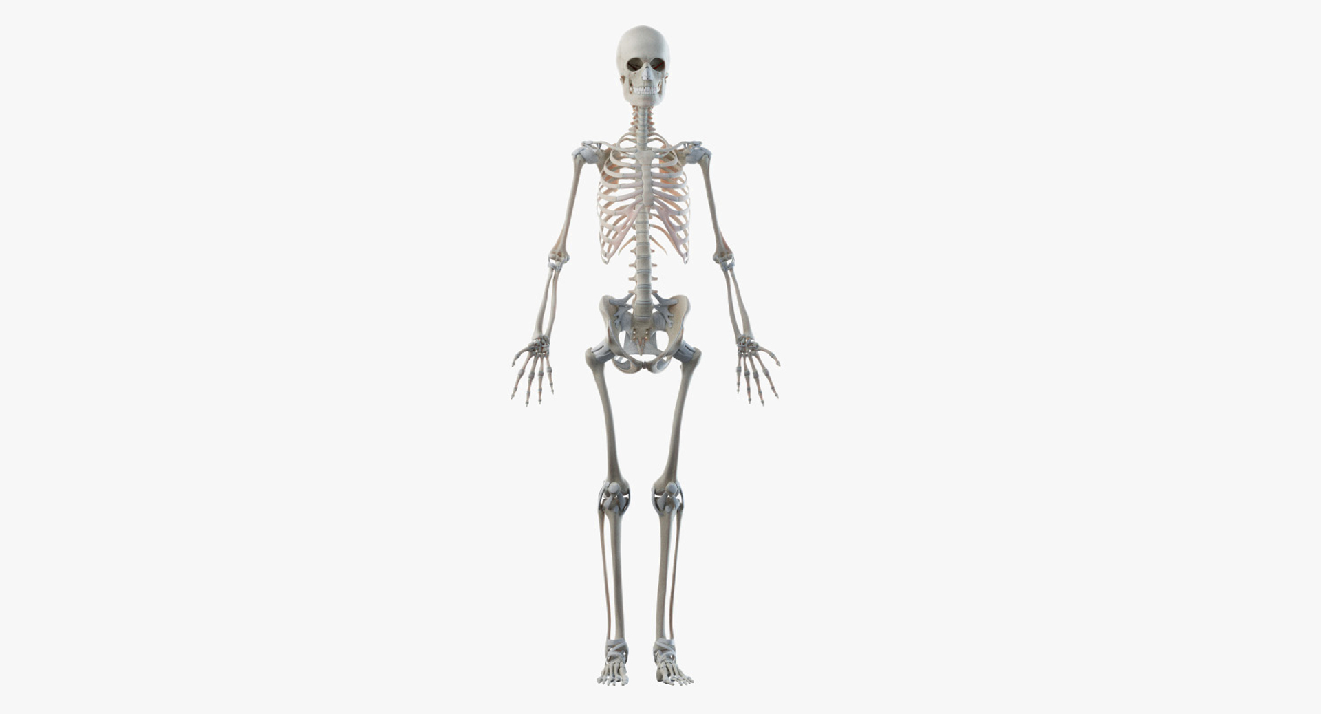 3D female anatomy blender rigged model https://p.turbosquid.com/ts-thumb/2V/a8iNEZ/cfUvpAJL/2019_female_turntable_skel/jpg/1580917062/1920x1080/turn_fit_q99/45758299736b383f1f8f7abcefd63e7c9c79714e/2019_female_turntable_skel-1.jpg