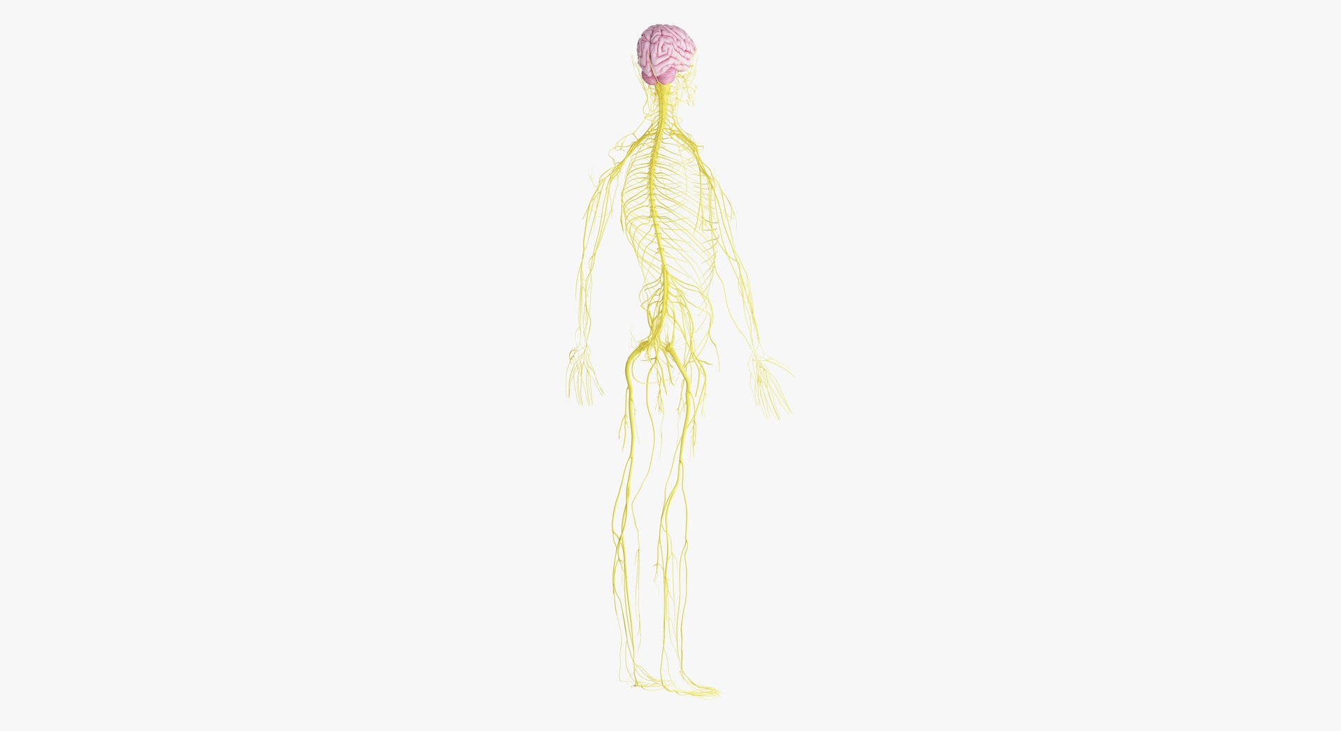 3D female anatomy blender rigged model https://p.turbosquid.com/ts-thumb/2V/a8iNEZ/cvCt2W2g/2019_female_nerves0005/jpg/1580917309/1920x1080/fit_q87/7e0cbf376f8a8f34774ac7a1f727a8402195b9fb/2019_female_nerves0005.jpg