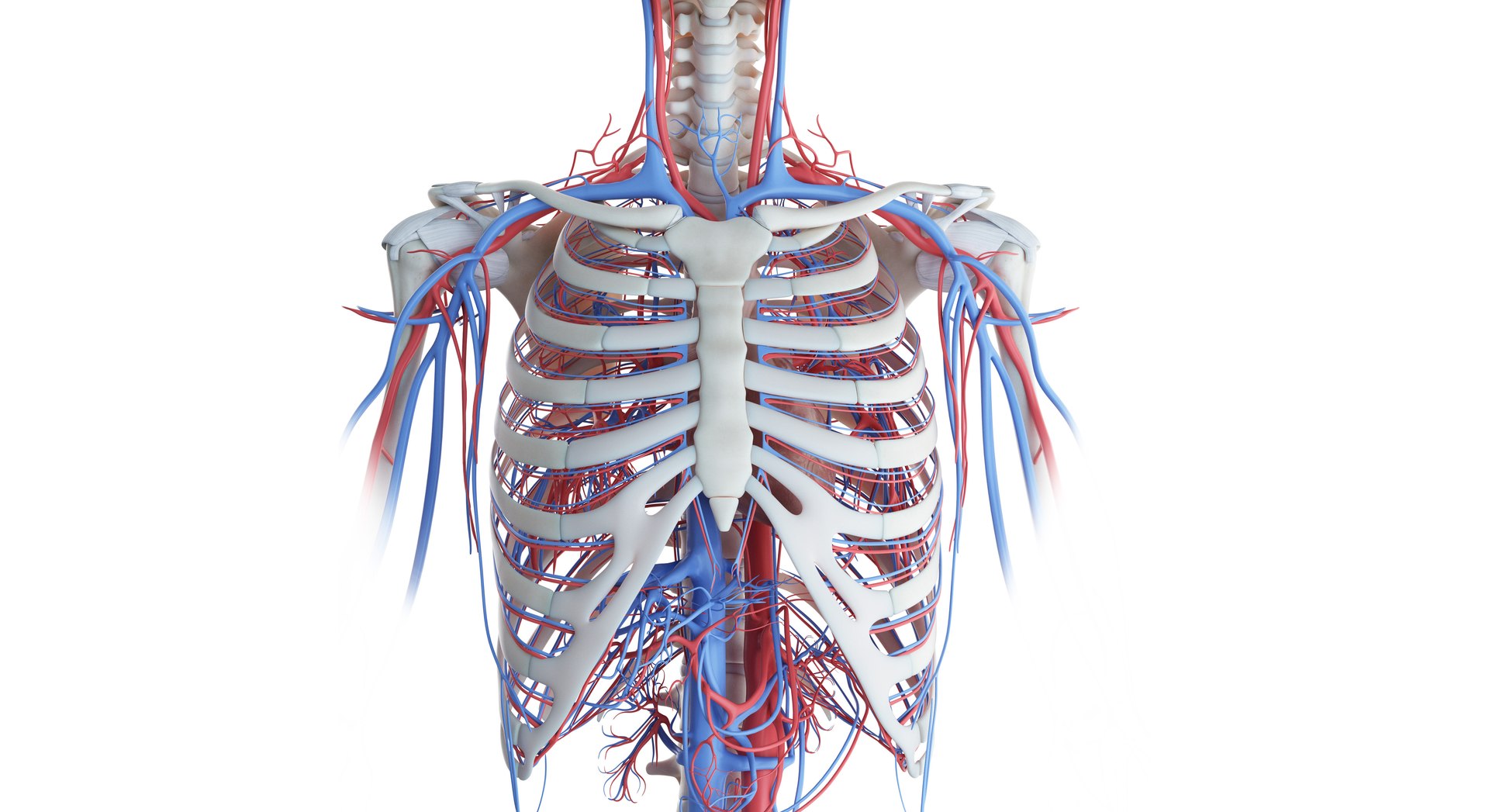 3D female anatomy blender rigged model https://p.turbosquid.com/ts-thumb/2V/a8iNEZ/fiF77TNF/2019_female_skeleton_vascular0002/jpg/1580917440/1920x1080/fit_q87/1a62b2a6098e34e055050f05bbd951b5cd7bea35/2019_female_skeleton_vascular0002.jpg