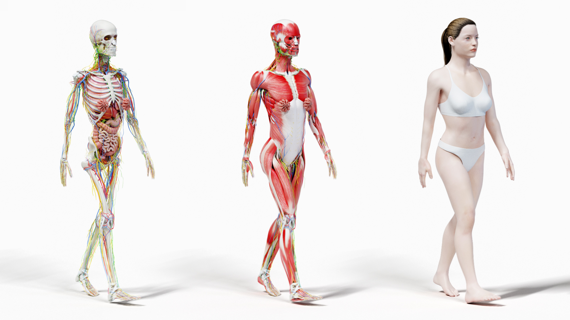 3D female anatomy blender rigged TurboSquid 1506275