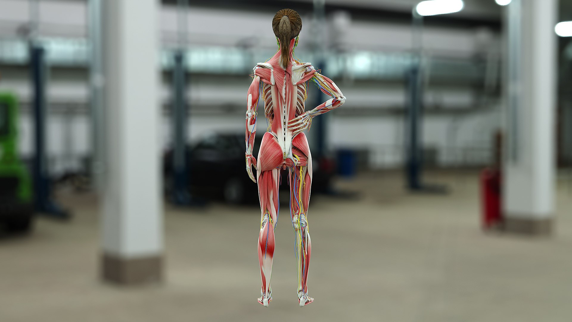 3D female anatomy blender rigged model https://p.turbosquid.com/ts-thumb/2V/a8iNEZ/wSoLKrDc/fem_05_c/jpg/1591275495/1920x1080/fit_q87/f83ed2dcf8daf3823b010d35ae0b14fd8c69384f/fem_05_c.jpg