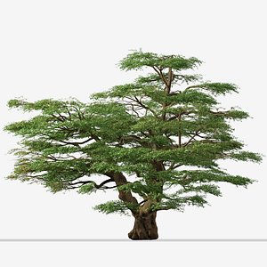 3D Set of Lebanon Cedar or Cedrus libani Tree - 2 Trees