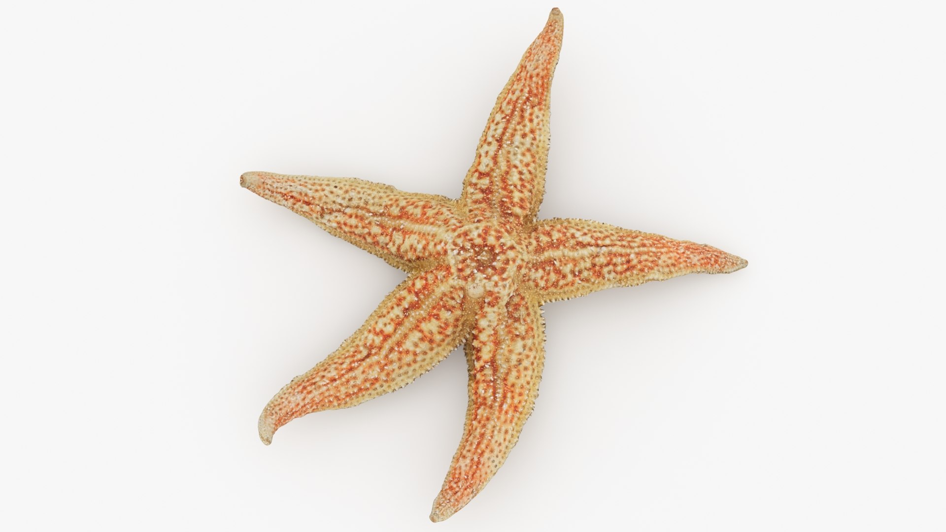 3D Common Starfish 02 https://p.turbosquid.com/ts-thumb/2V/bWQdEF/01/commonstarfish2_b0012/jpg/1733116478/1920x1080/fit_q87/1df9580baa4e2fdbdb95ba2b54e7f32f5f692e2b/commonstarfish2_b0012.jpg