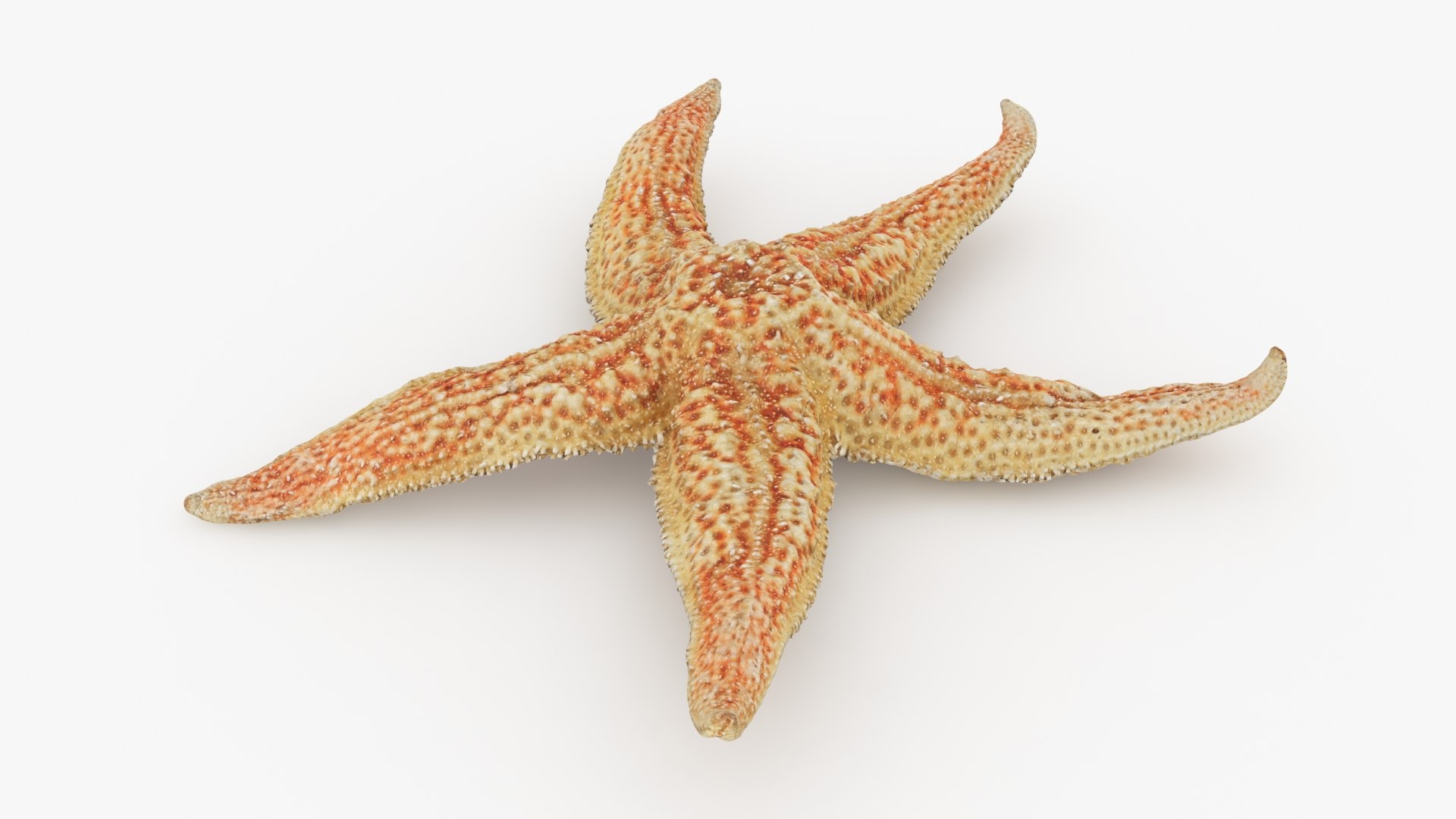 3D Common Starfish 02 https://p.turbosquid.com/ts-thumb/2V/bWQdEF/0q/commonstarfish2_b0004/jpg/1733116475/1920x1080/fit_q87/51491937520fe1f5eded4782b87caa8735c3ed50/commonstarfish2_b0004.jpg