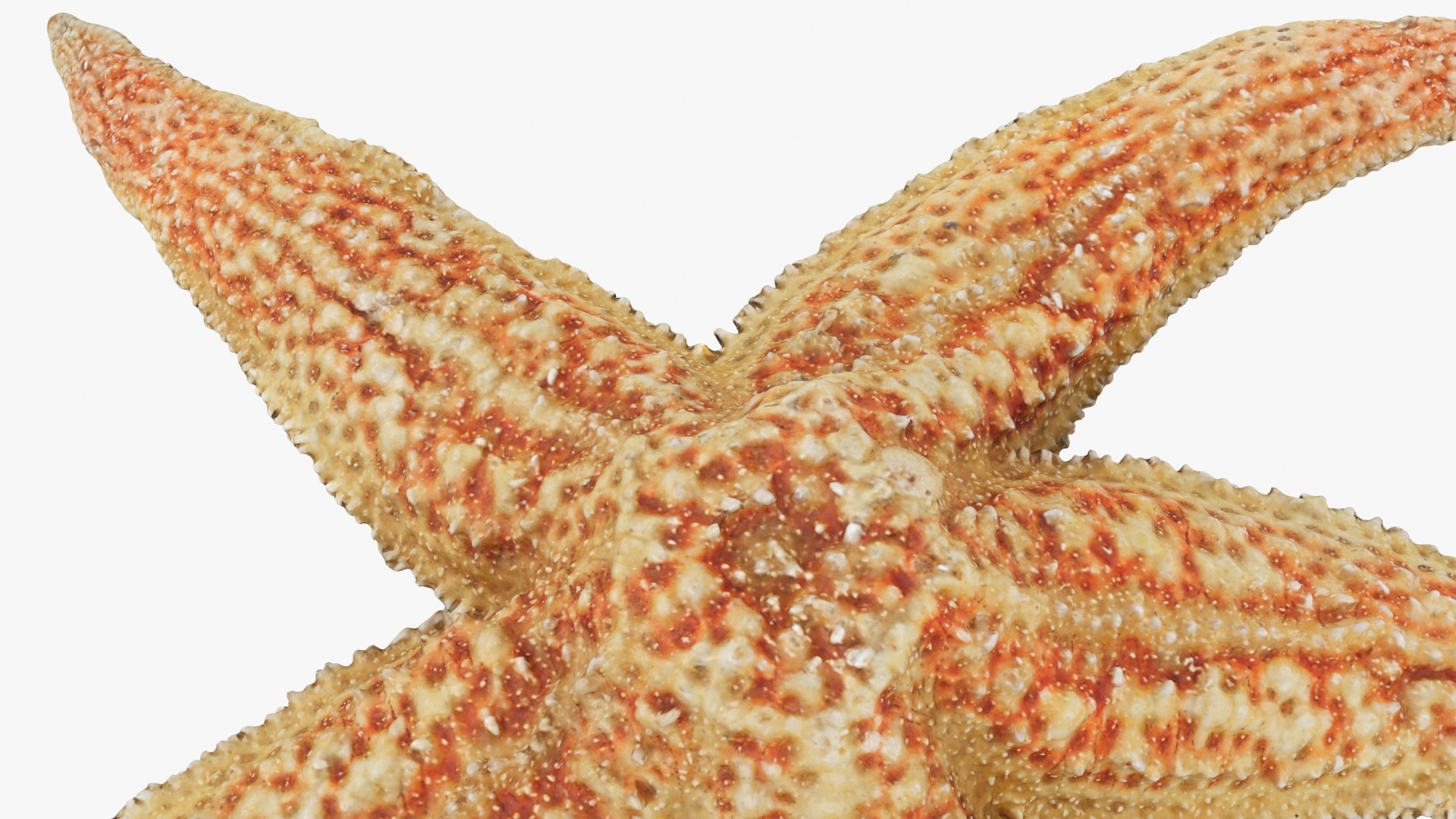 3D Common Starfish 02 https://p.turbosquid.com/ts-thumb/2V/bWQdEF/2t/commonstarfish2_b0024/jpg/1733116483/1920x1080/fit_q87/37c2a215dfca072d8549f16aeb7b465050f880c6/commonstarfish2_b0024.jpg