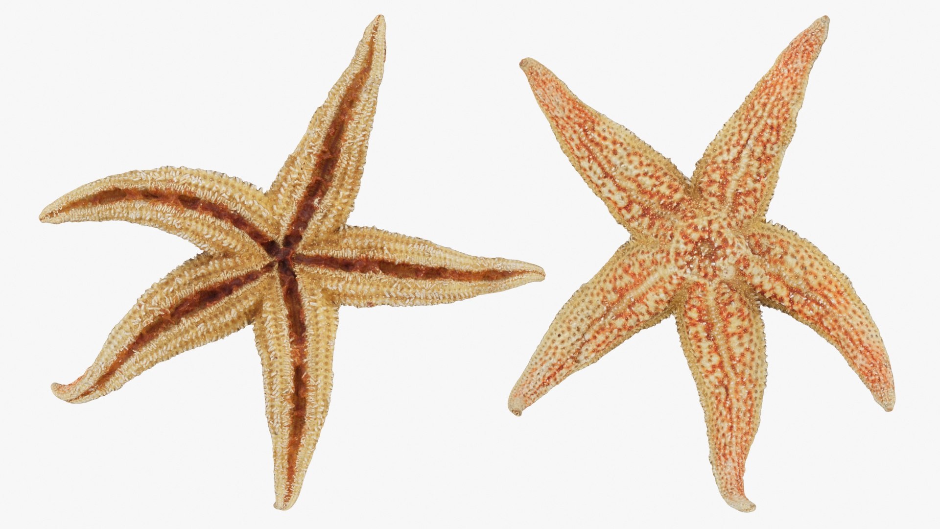 3D Common Starfish 02 https://p.turbosquid.com/ts-thumb/2V/bWQdEF/4J/commonstarfish2_a0002/jpg/1733116472/1920x1080/fit_q87/8ae5f494f8c5d0d4b8b6644279383d841f6c02b5/commonstarfish2_a0002.jpg