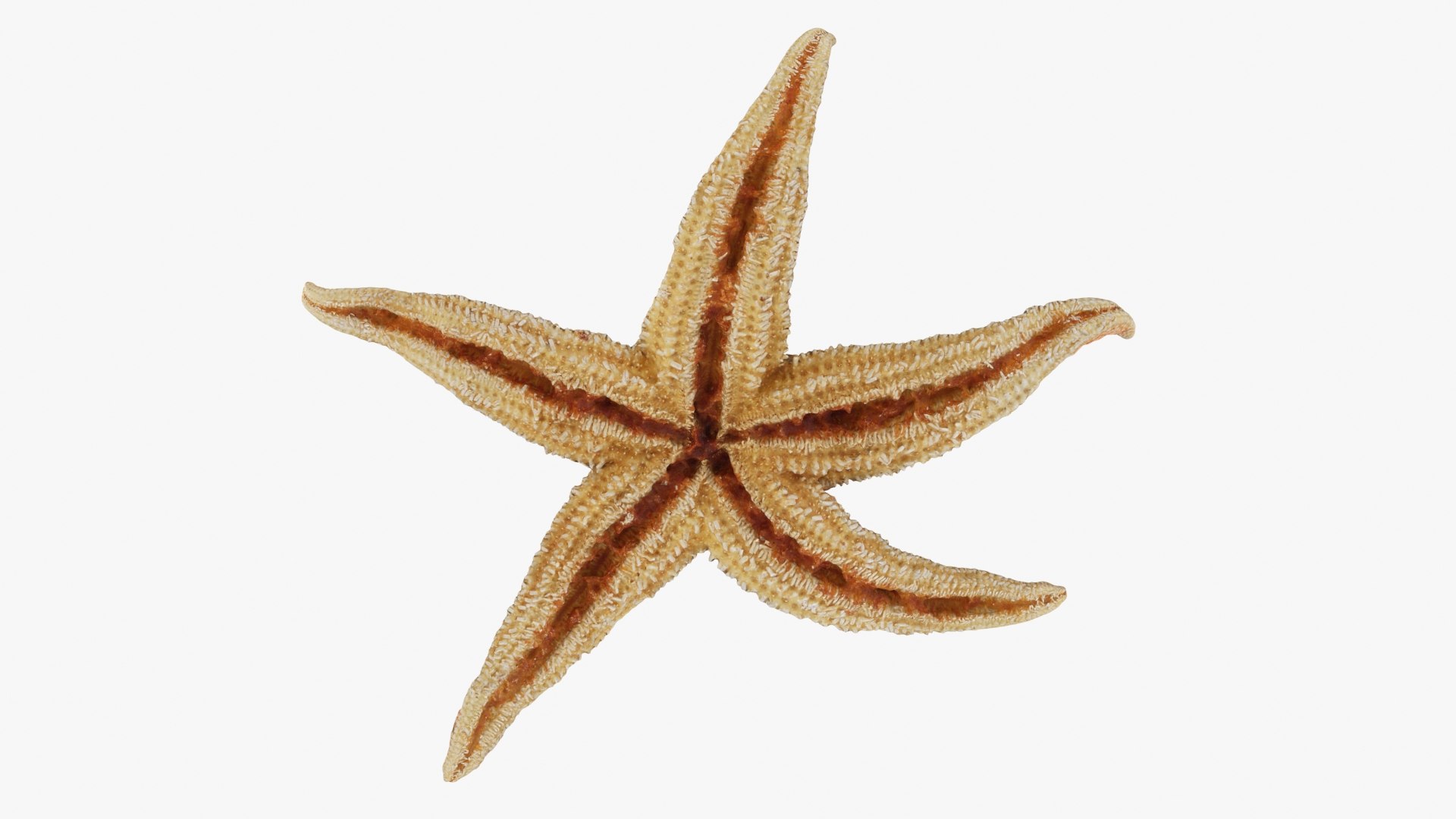 3D Common Starfish 02 https://p.turbosquid.com/ts-thumb/2V/bWQdEF/4X/commonstarfish2_b0022/jpg/1733116482/1920x1080/fit_q87/906c1e902cc7cb0d41e9a225603c1a9c3a30c9d3/commonstarfish2_b0022.jpg