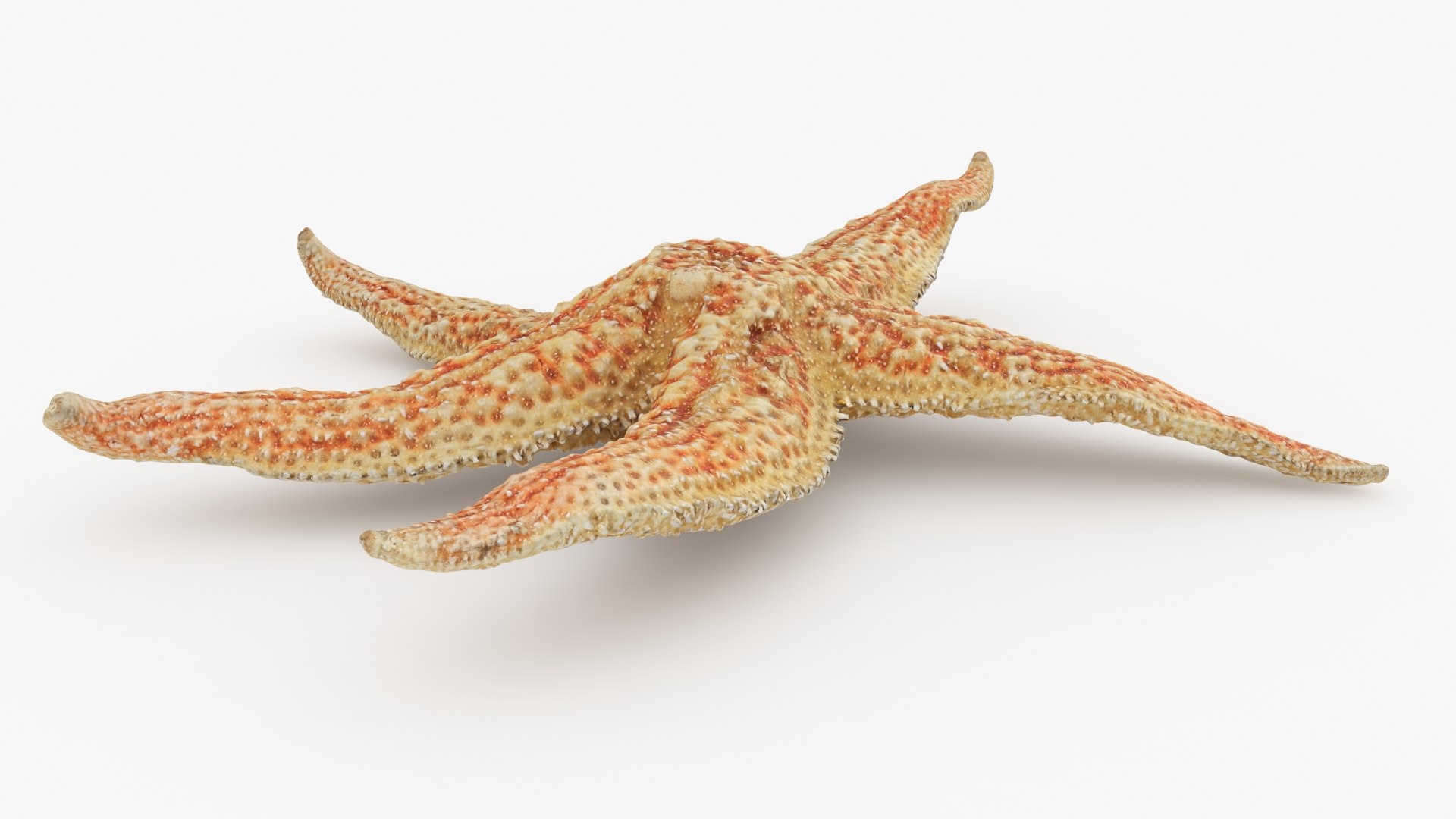 3D Common Starfish 02 https://p.turbosquid.com/ts-thumb/2V/bWQdEF/4g/commonstarfish2_b0008/jpg/1733116476/1920x1080/fit_q87/91de88cc25a4fe669924a3fe61c530e1f34e72e1/commonstarfish2_b0008.jpg