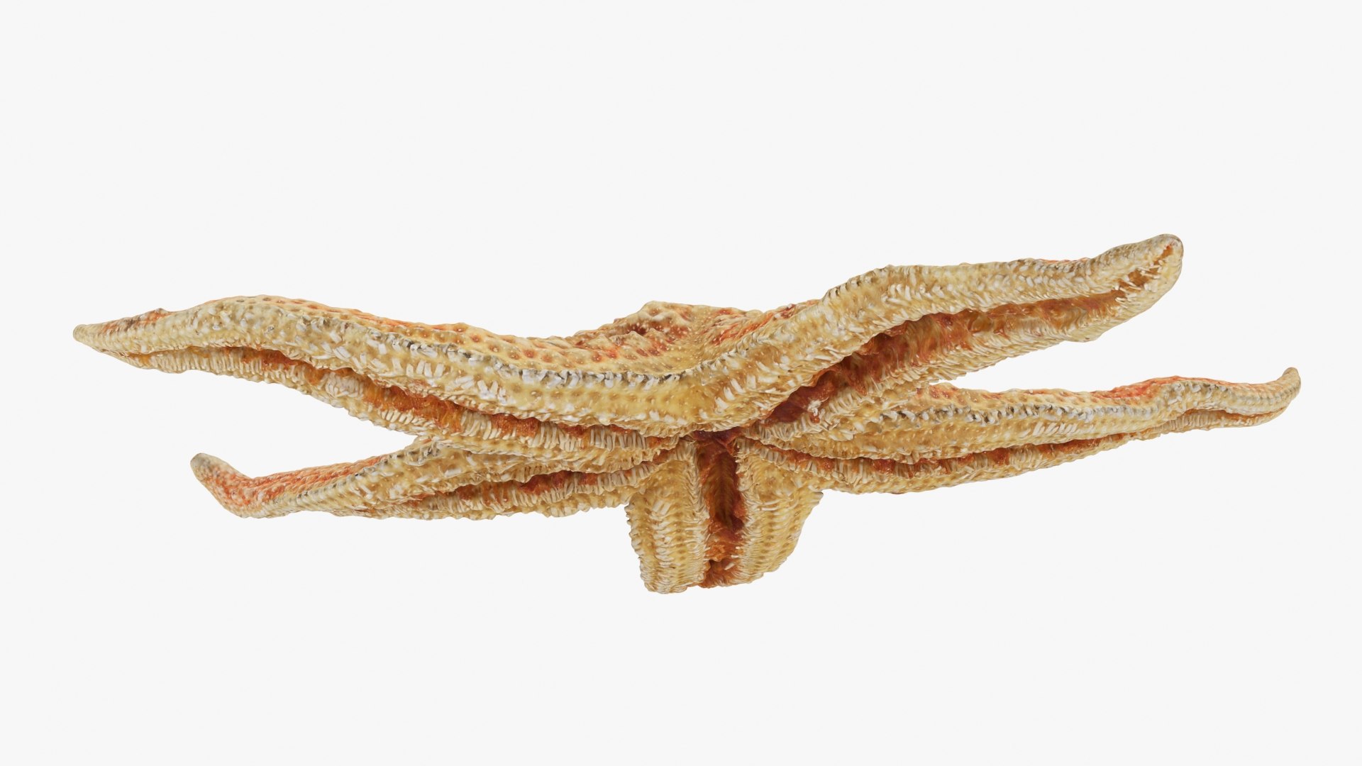 3D Common Starfish 02 https://p.turbosquid.com/ts-thumb/2V/bWQdEF/5B/commonstarfish2_b0020/jpg/1733116481/1920x1080/fit_q87/e5103001ad55fb8f26e64e35310f48bb6d61489a/commonstarfish2_b0020.jpg